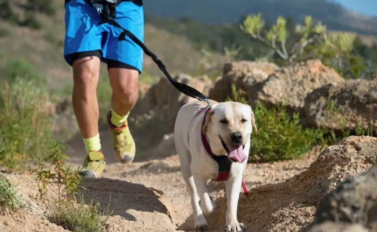 Conheça as raças de cachorro campeãs de energia para te acompanhar na prática de esportes!