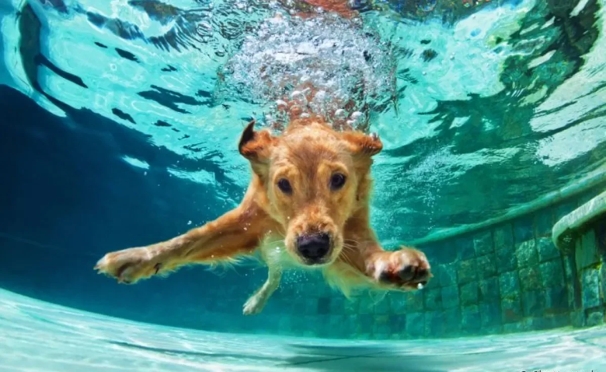 As raças de cachorro que gostam de brincar na água se dão bem no verão: confira algumas delas aqui embaixo