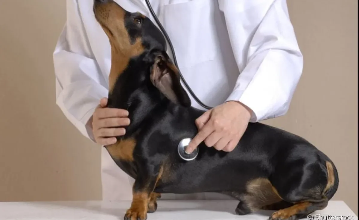 Mantenha as visitas ao veterinário de cachorro frequentes para acompanhar a saúde dele