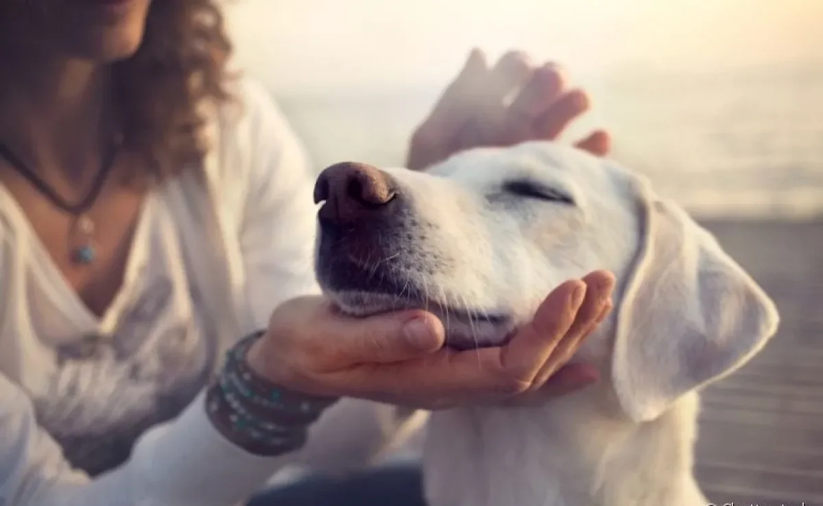 O olfato de cachorro é o sentido mais apurado e o focinho pode dizer muito sobre a saúde do animal