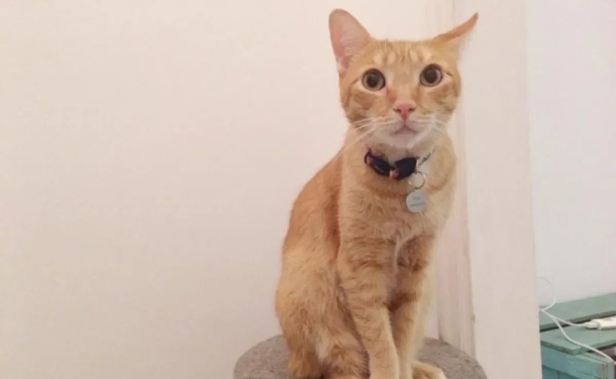 Apesar da cara de marrento, o Petit é um gato amarelo super apegado à família e que ama ganhar carinho!