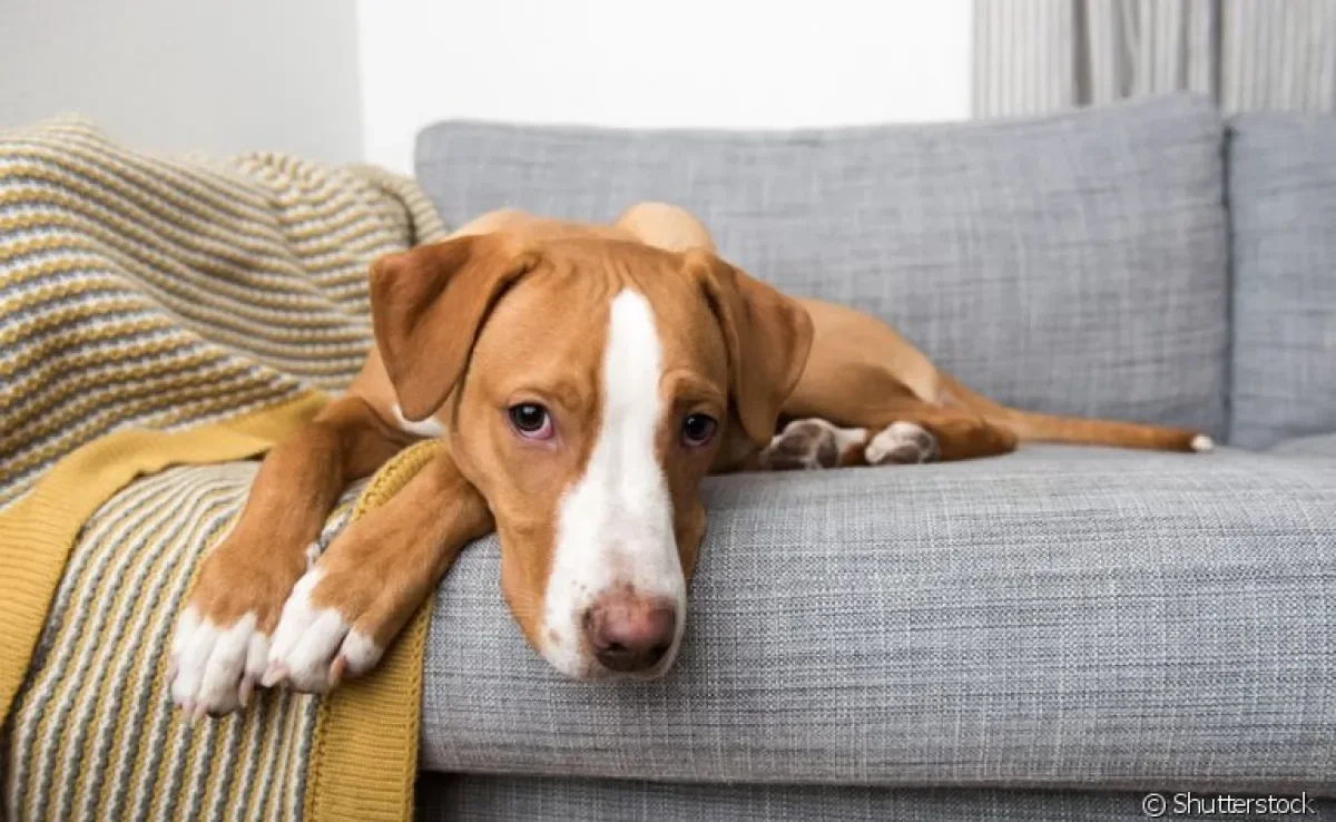  O hipotireoidismo canino, na maioria das vezes, acomete cachorros mais velhos 