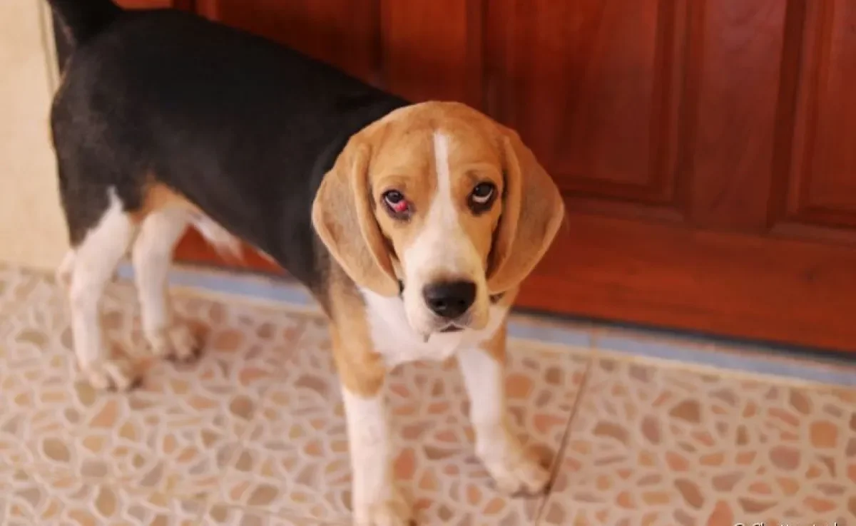 Cachorro com olho vermelho pode estar com uveíte. Fique atento aos sintomas da doença!