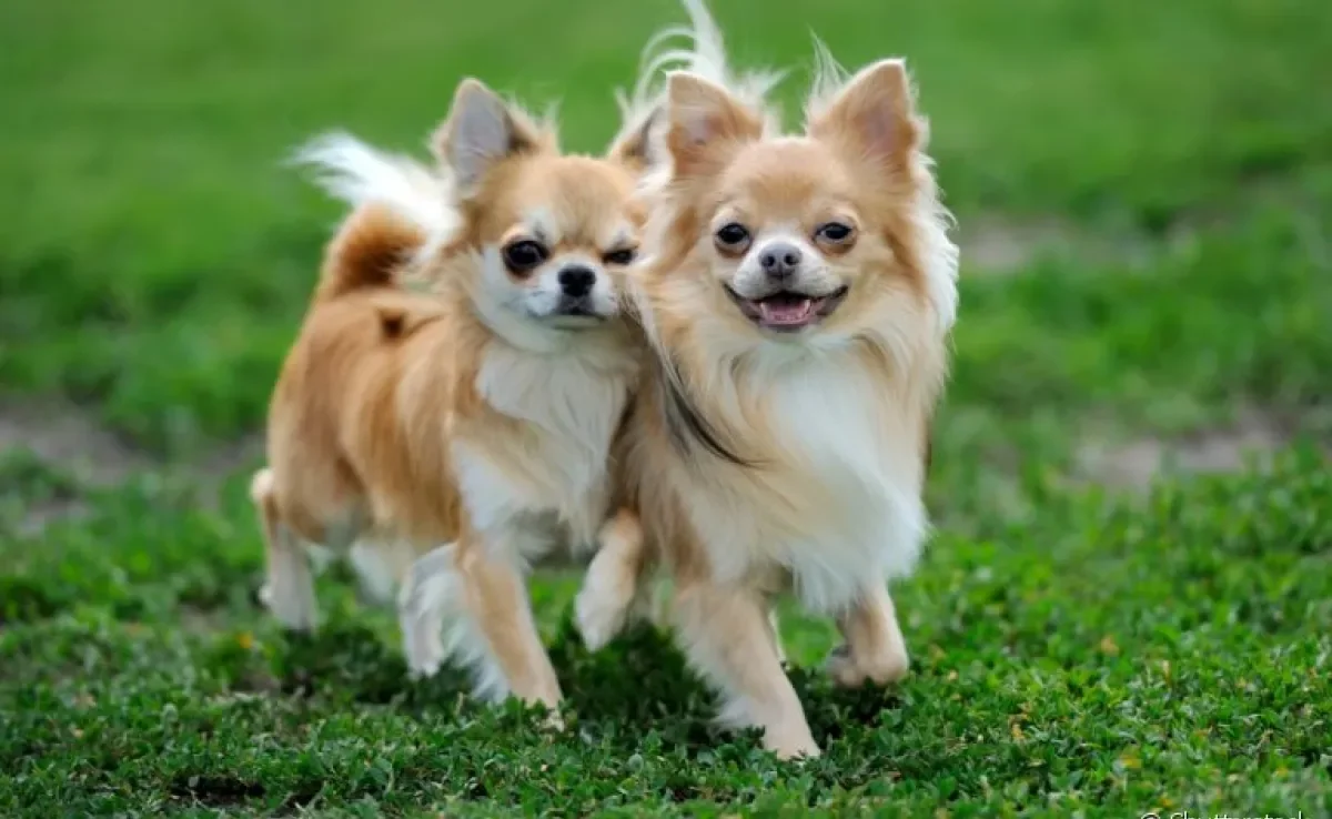 Pequenos e valentes: conheça alguns cãezinhos que não têm medo de nada