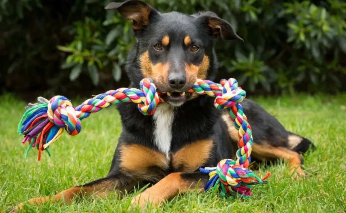 Os brinquedos para cachorro são uma alternativa incrível para entreter o animal em diversos momentos do dia.