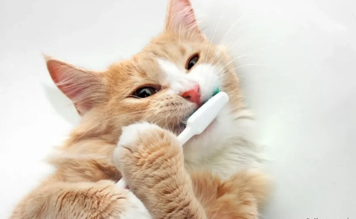 Escovar dente de gato é necessário, sim: descubra o porquê