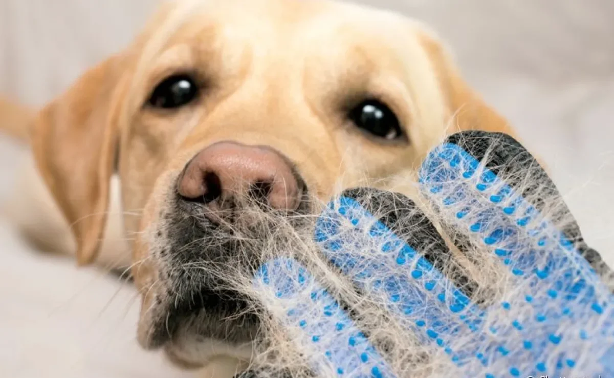 A luva para tirar pelo de cachorro é uma opção válida para cuidar do seu pet? Nós testamos!
