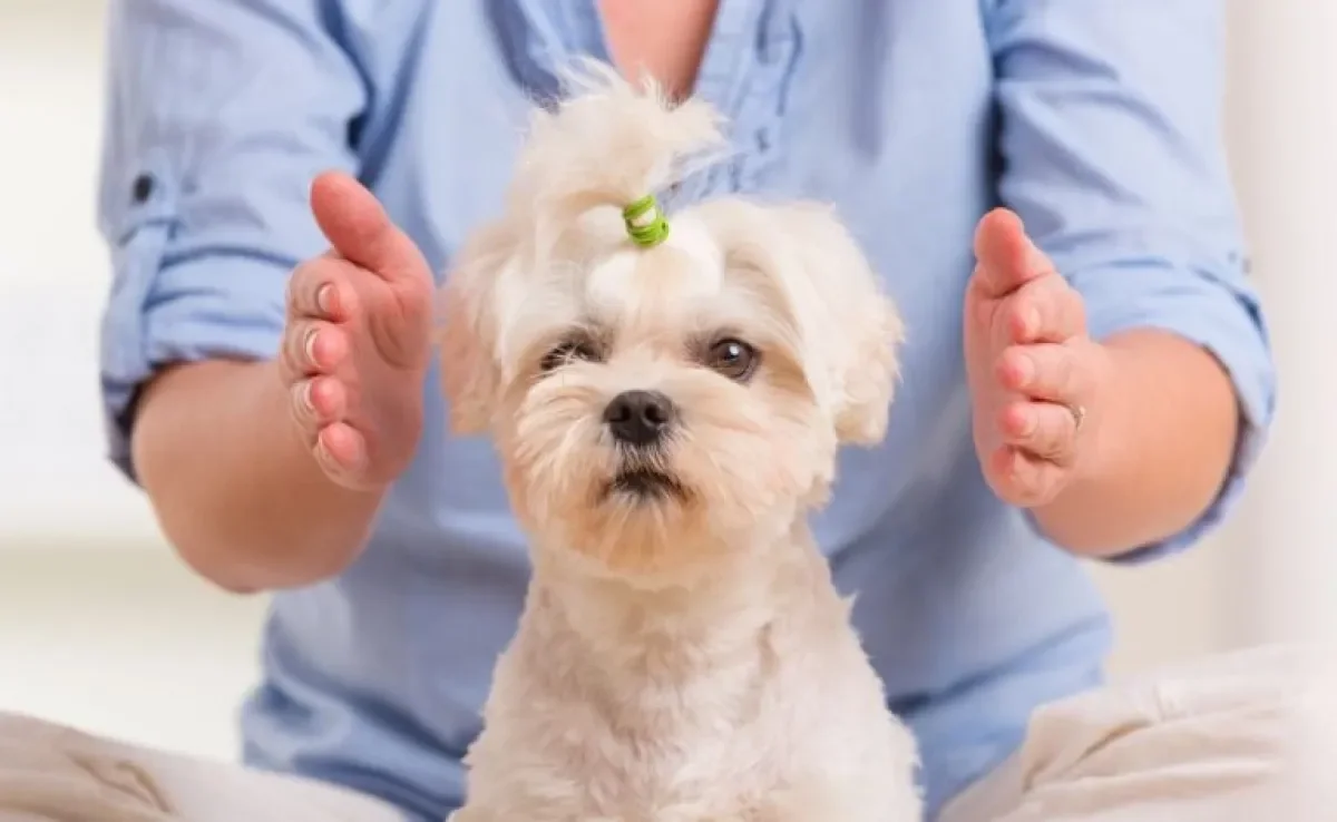 O reiki veterinário é uma técnica que promete vários benefícios para cachorros e gatos
