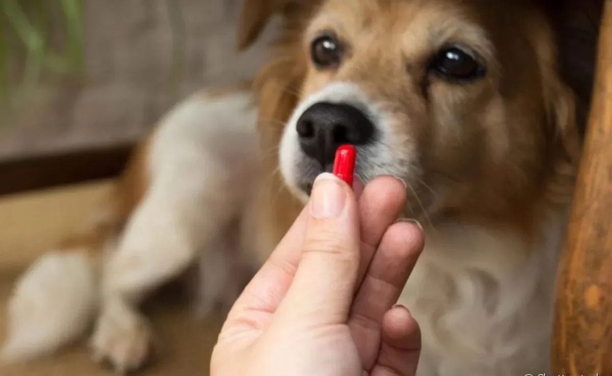 Antes de dar um remédio humano de gripe para cachorro, você já se perguntou quais são os riscos da automedicação em animais?