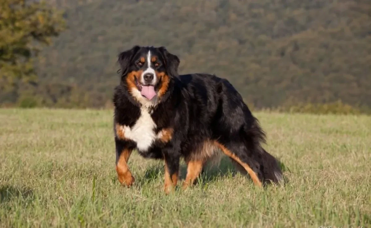 Bernese Mountain Dog: descubra mais sobre essa raça apaixonante