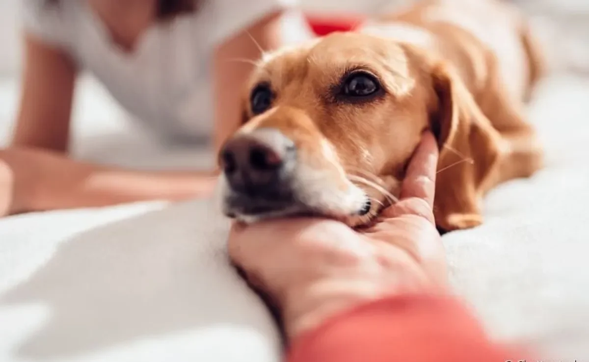  Você sabia que os seus sentimentos podem influenciar no comportamentamento do seu cão? Saiba mais sobre o assunto! 