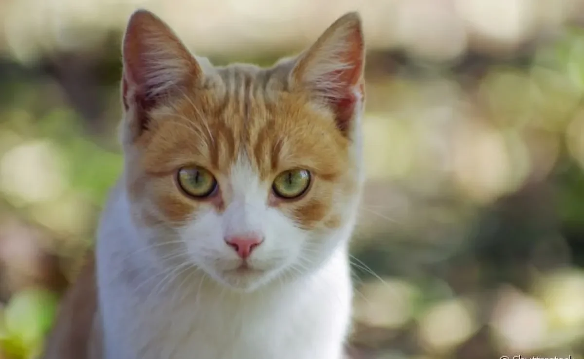Leishmaniose: gatos podem ou não apresentar sintomas da doença. É importante ficar atento
