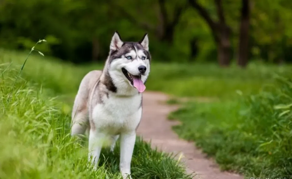 Husky Siberiano: cachorro tem temperamento fácil de lidar e poder ser uma boa companhia para o dia a dia