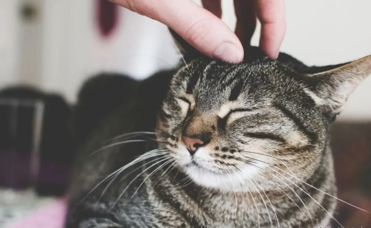 Como fazer carinho no gato: descubra como retribuir o comportamento de felinos carinhosos