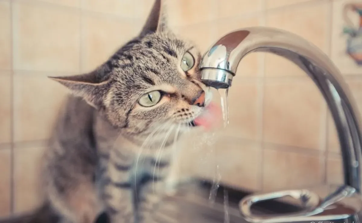 Como estimular seu gato a beber mais água? Existem diversas formas de fazer isso!