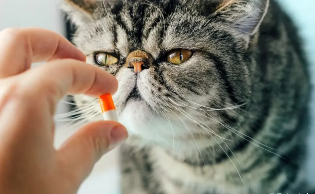 Dar remédio para gato é sempre uma tarefa complicada. Para te ajudar, listamos 5 dicas infalíveis!