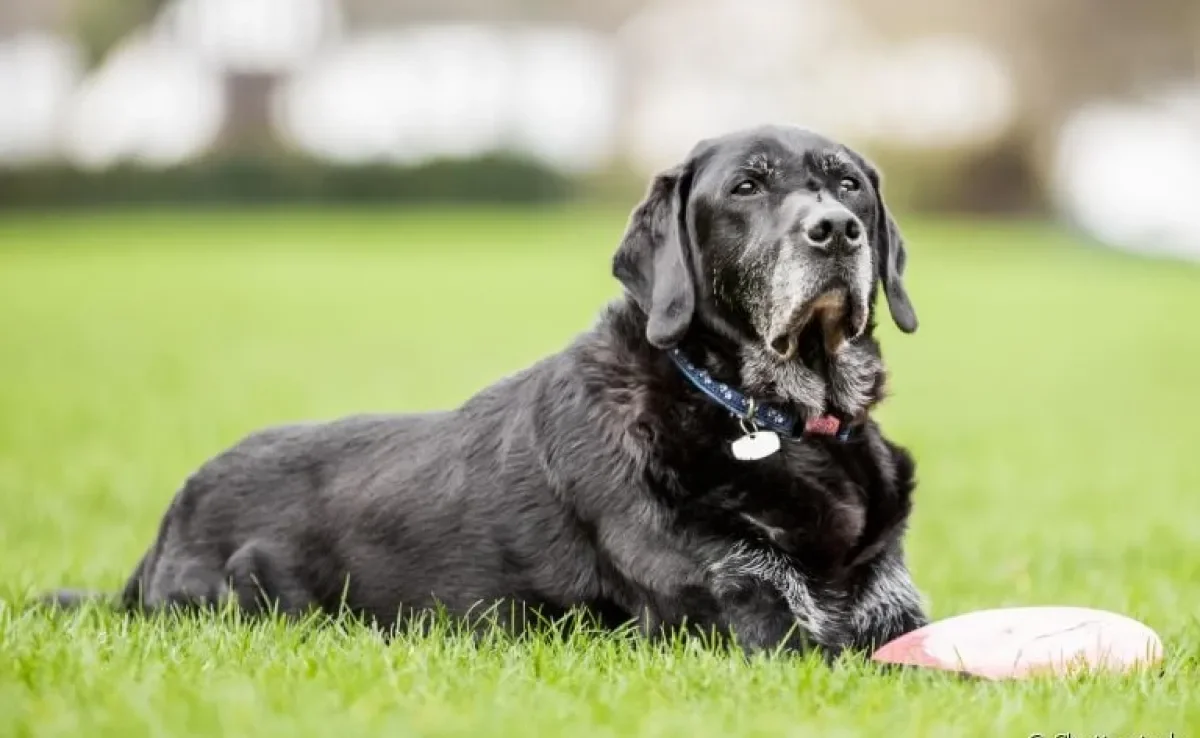  Hiperadrenocorticismo em cães: saiba mais sobre essa doença que costuma atingir cachorros idosos 