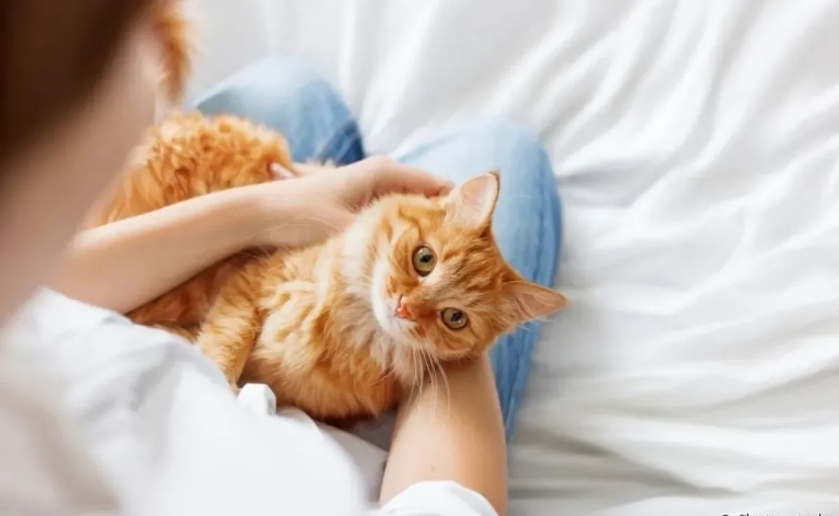 O vermífugo para gatos faz parte dos cuidados que você deve ter com o animal