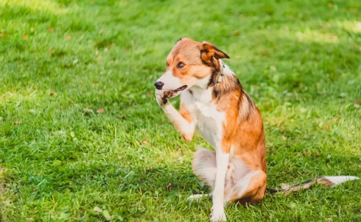 Cachorro mordendo a pata: saiba o que pode estar causando esse comportamento no seu amigo