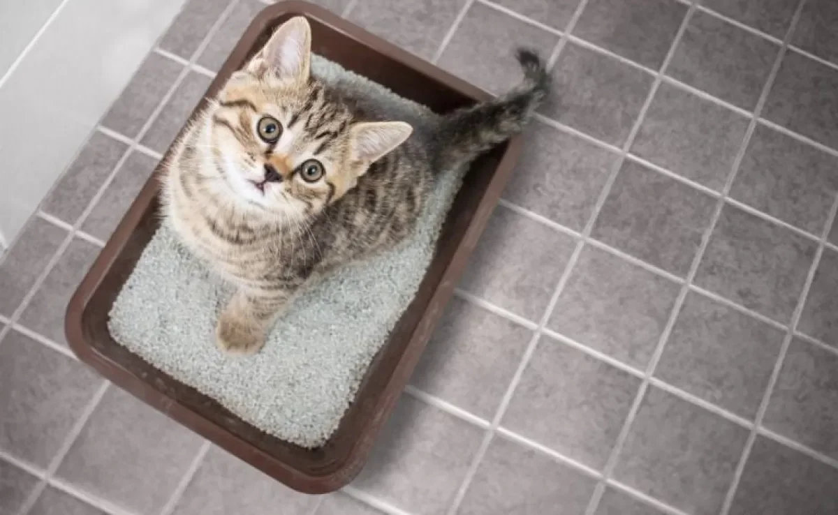  Caixa de areia para gatos: veja algumas dicas para garantir que o acessório fique no melhor lugar da casa 