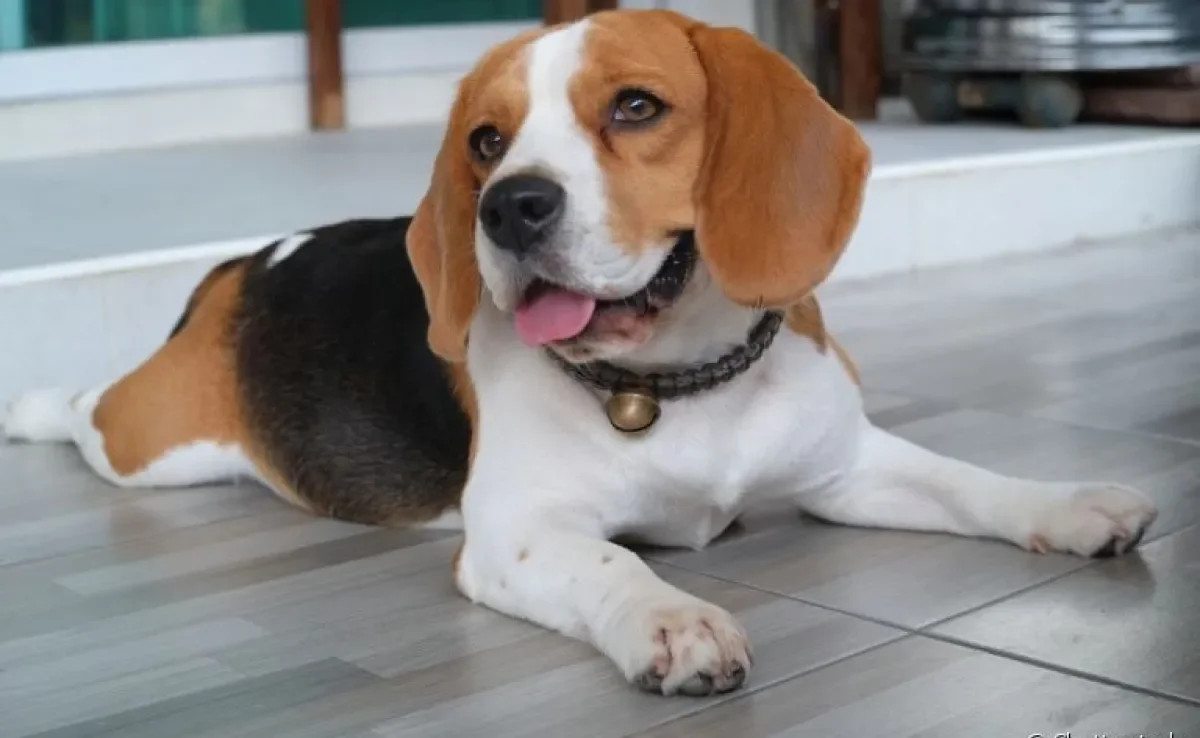  Cachorro Beagle: a raça pode apresentar alguns problemas de saúde ao longo da vida 