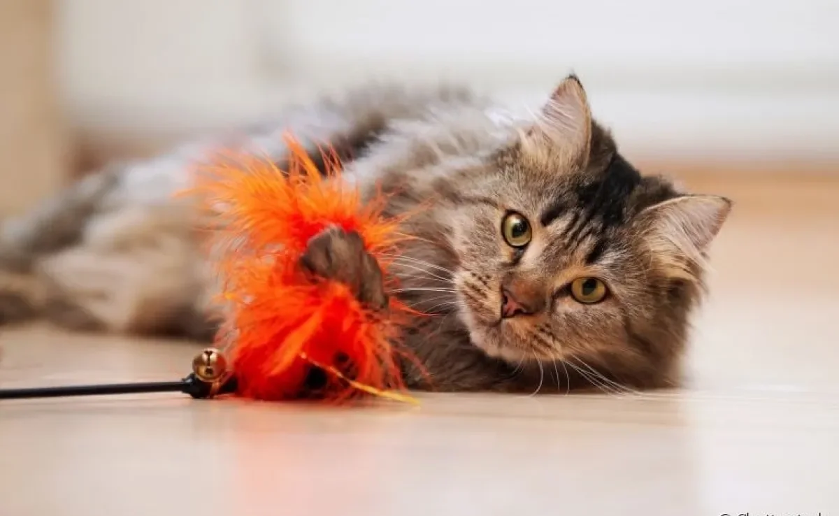 Os brinquedos para gatos podem ajudar no entretenimento e desenvolvimento do animal. Veja algumas opções abaixo!