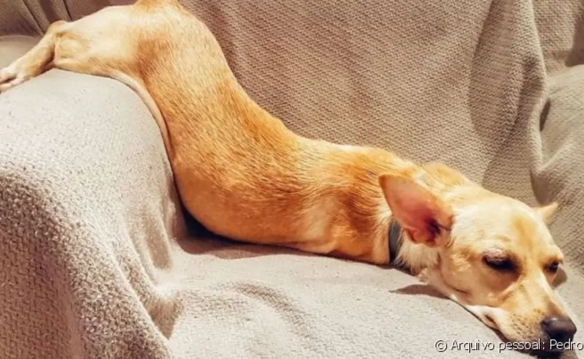 Veja uma galeria com as posições de cachorro dormir mais engraçadas, como a @dorydalata em um cochilinho (super confortável!) 