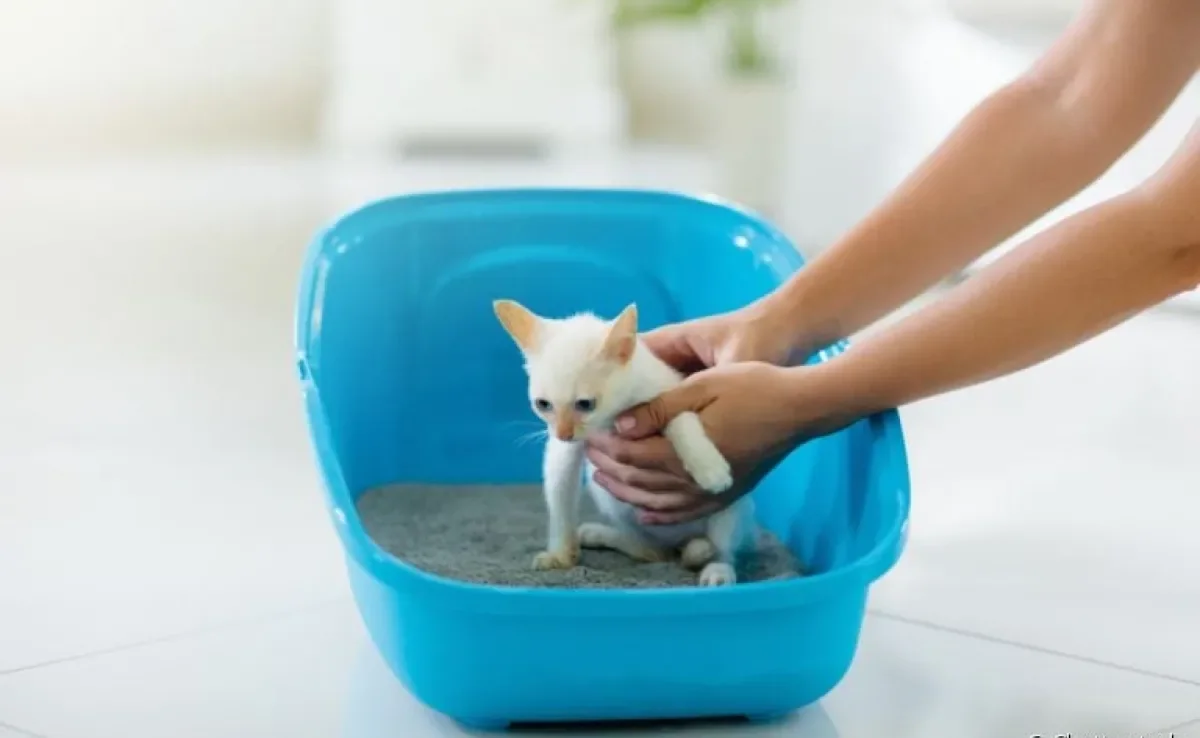 A maioria dos gatos filhotes aprende sozinho a usar a caixa de areia, mas alguns podem precisar de uma forcinha.