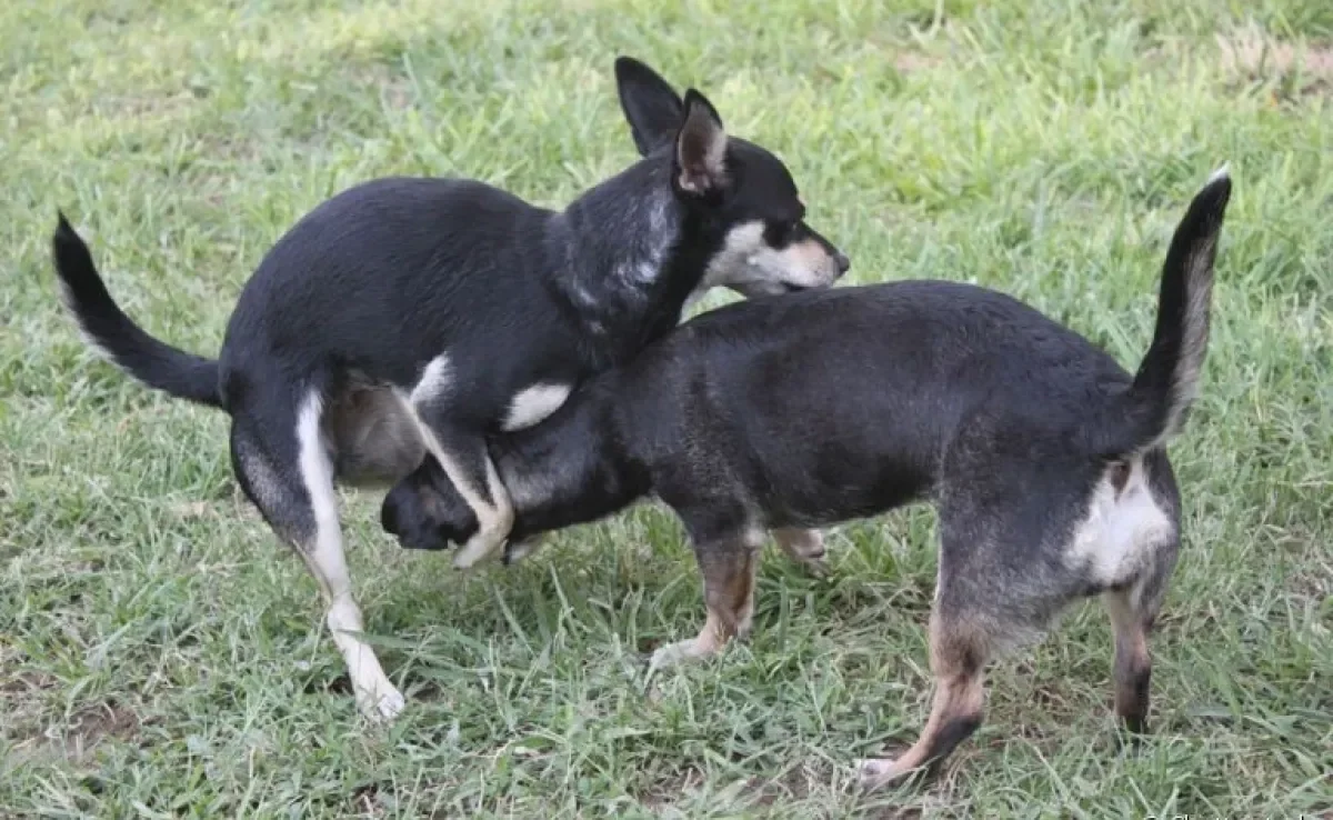A cadela montando em outro cachorro pode ter razões diferentes. Entenda mais sobre esse comportamento canino!