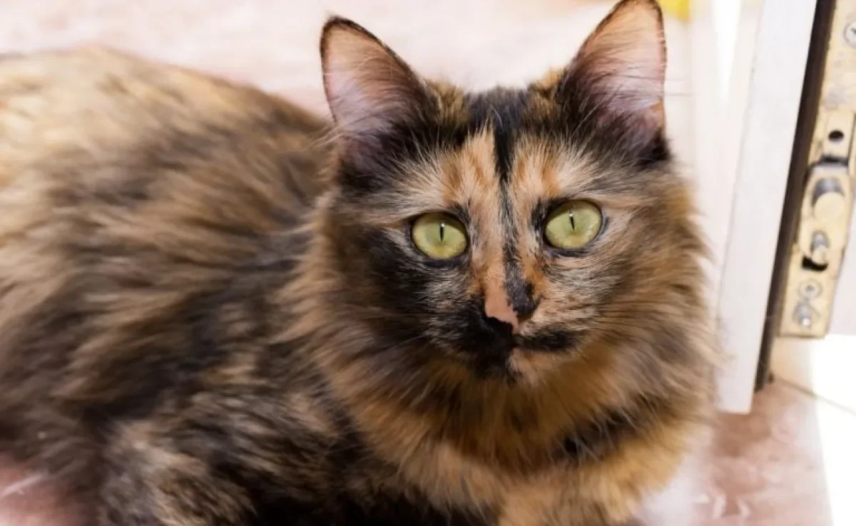Gato escaminha: tudo que você precisa saber sobre este tipo de felino