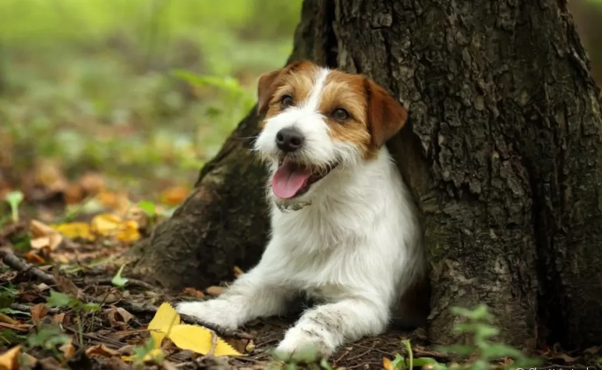 Jack Russell Terrier: saiba mais sobre a personalidade e o comportamento desse cãozinho