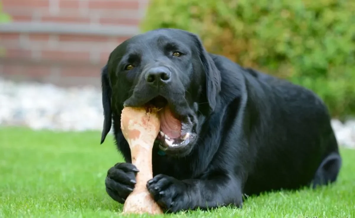 Oferecer osso para cachorro pode trazer muitos benefícios, mas é preciso muito cuidado. Entenda!