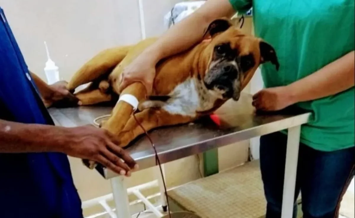 A transfusão de sangue em cães é um procedimento que pode salvar vidas