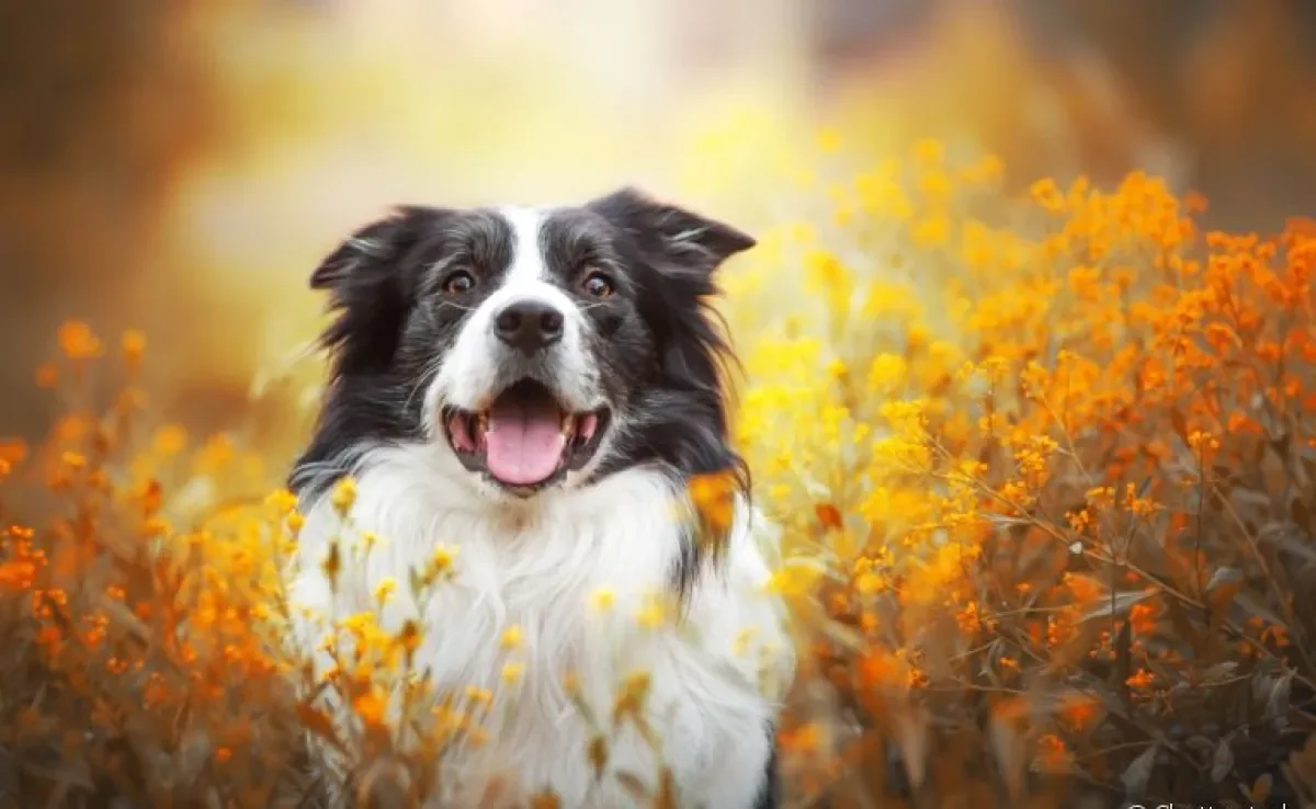 Vulvovaginite canina: saiba mais sobre essa doença que acomete cadelas de todas as idades