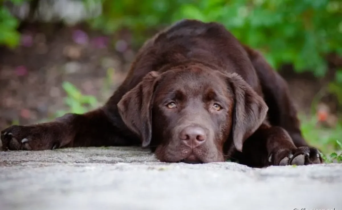 Cachorro com anemia geralmente fica mais quietinho e cabisbaixo