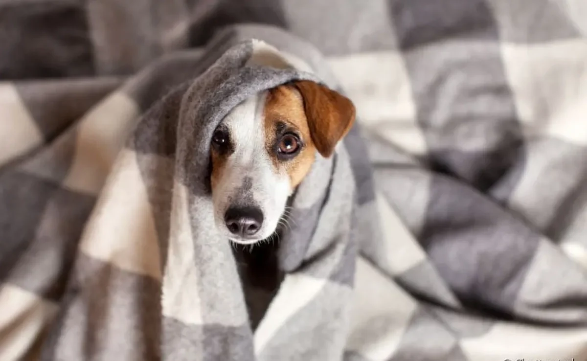 Você sabia que cachorro sente frio? Veja algumas dicas para manter o seu amigo confortável durante o inverno