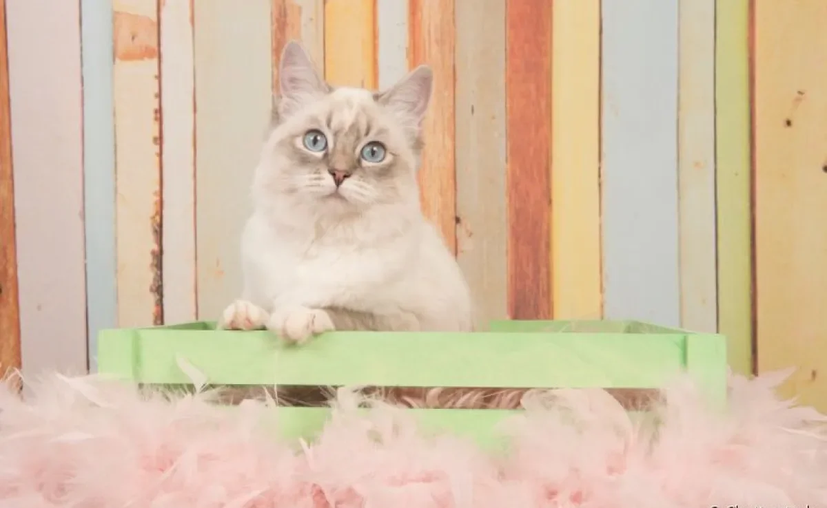 Cama para gato: aprenda a fazer uma com caixotes de madeira!