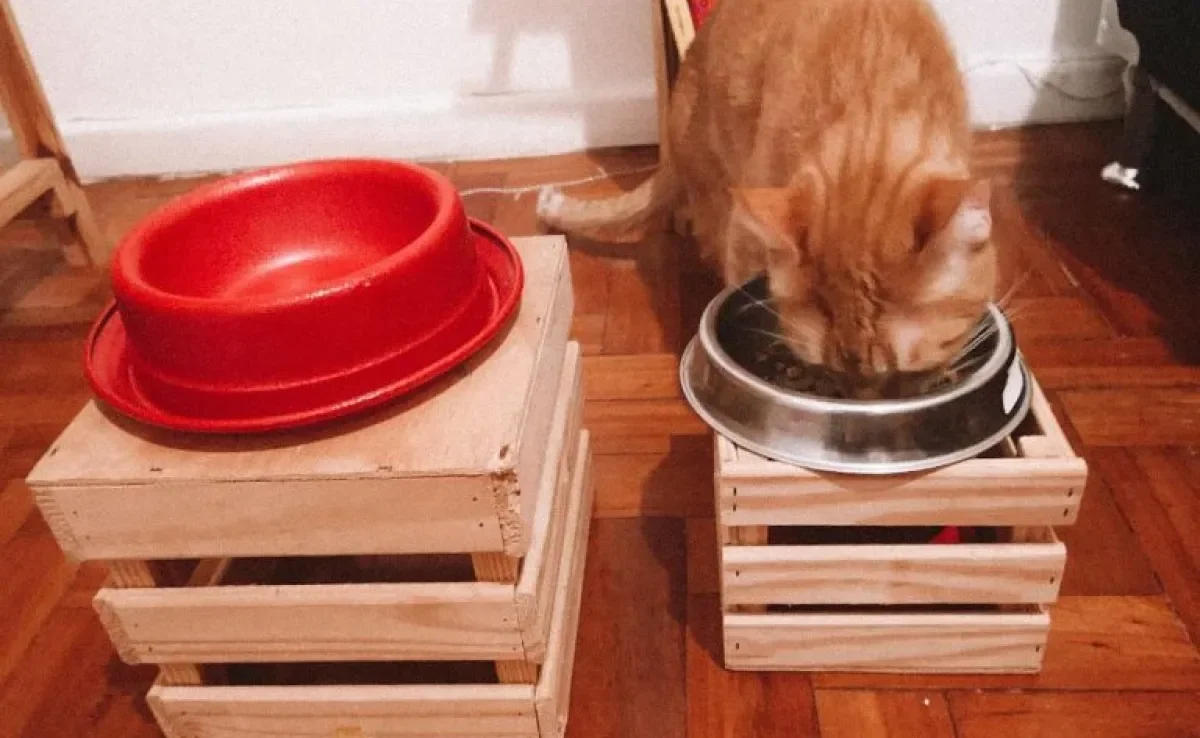 Bebedouro e comedouro para gatos: é super fácil fazer um suporte para os potinhos do bichano!