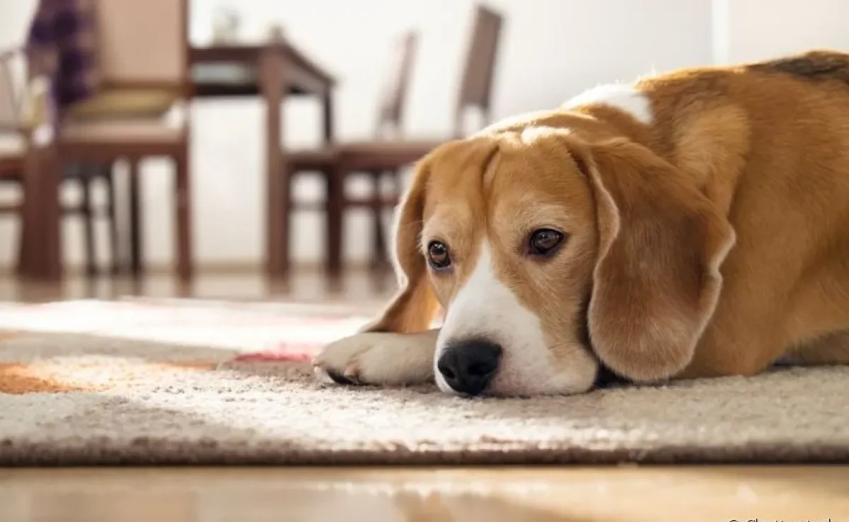 Doenças de cachorro: os problemas gastrointestinais são mais comuns do que você imagina!