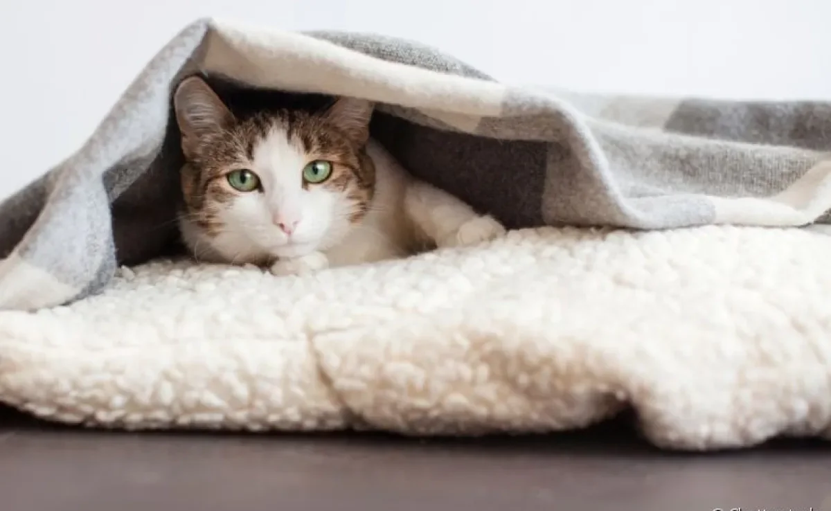 Você sabe como proteger os gatos do frio? Veja algumas dicas de como cuidar do bichano no inverno