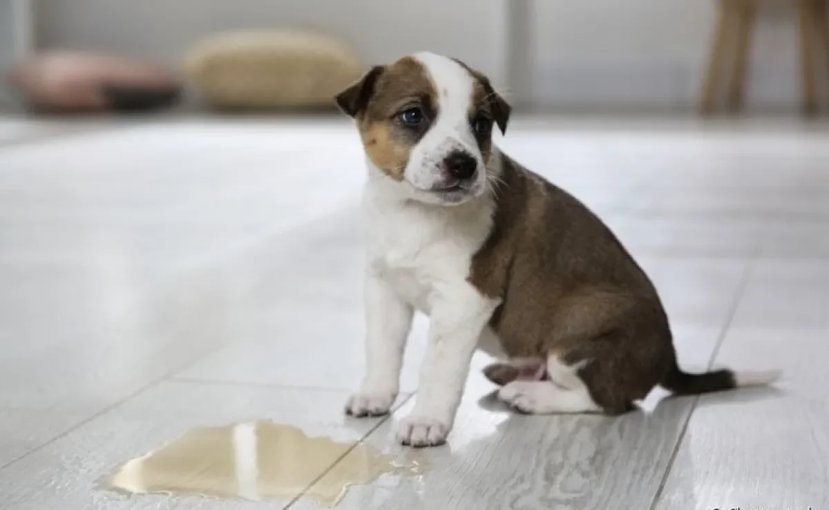 Infecção urinária em cães: fazer xixi em lugares não habituais está entre um dos sintomas do problema