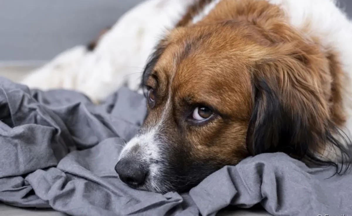 Obstrução intestinal em cães: sintomas devem ser um sinal de alerta para os tutores
