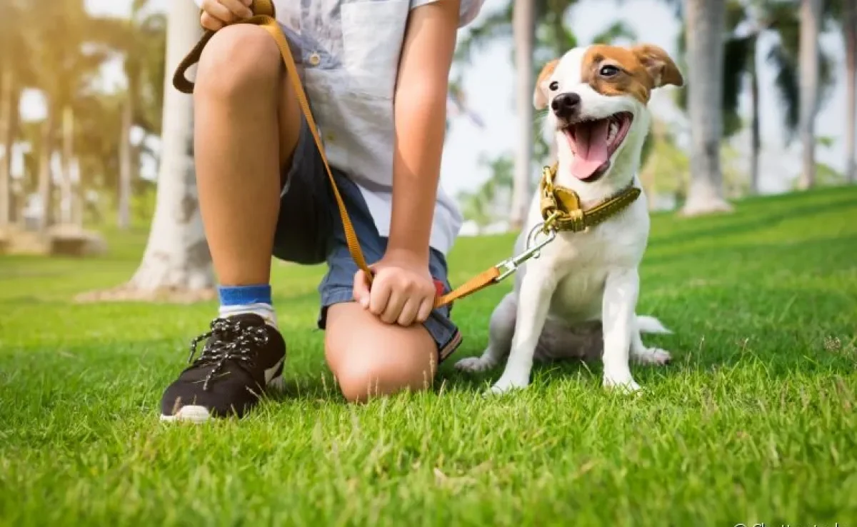 Você sabe como passear com cachorro? Veja algumas dicas tornar esse momento mais seguro e divertido para o seu amigo!