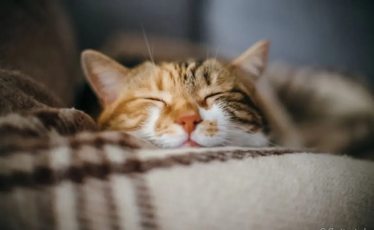 Já se perguntou qual o significado das posições dos gatos dormindo? A gente te explica!