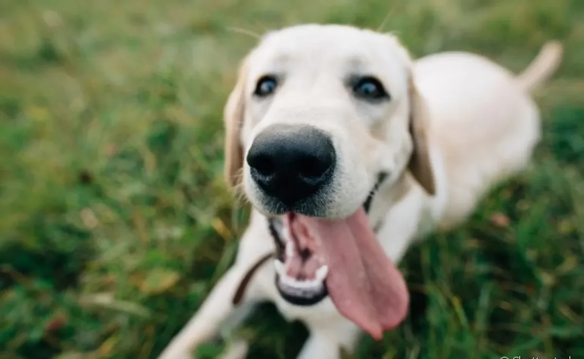 Vermífugo para cachorro: atrasar a imunização do animal pode trazer riscos para sua saúde. Saiba mais! 