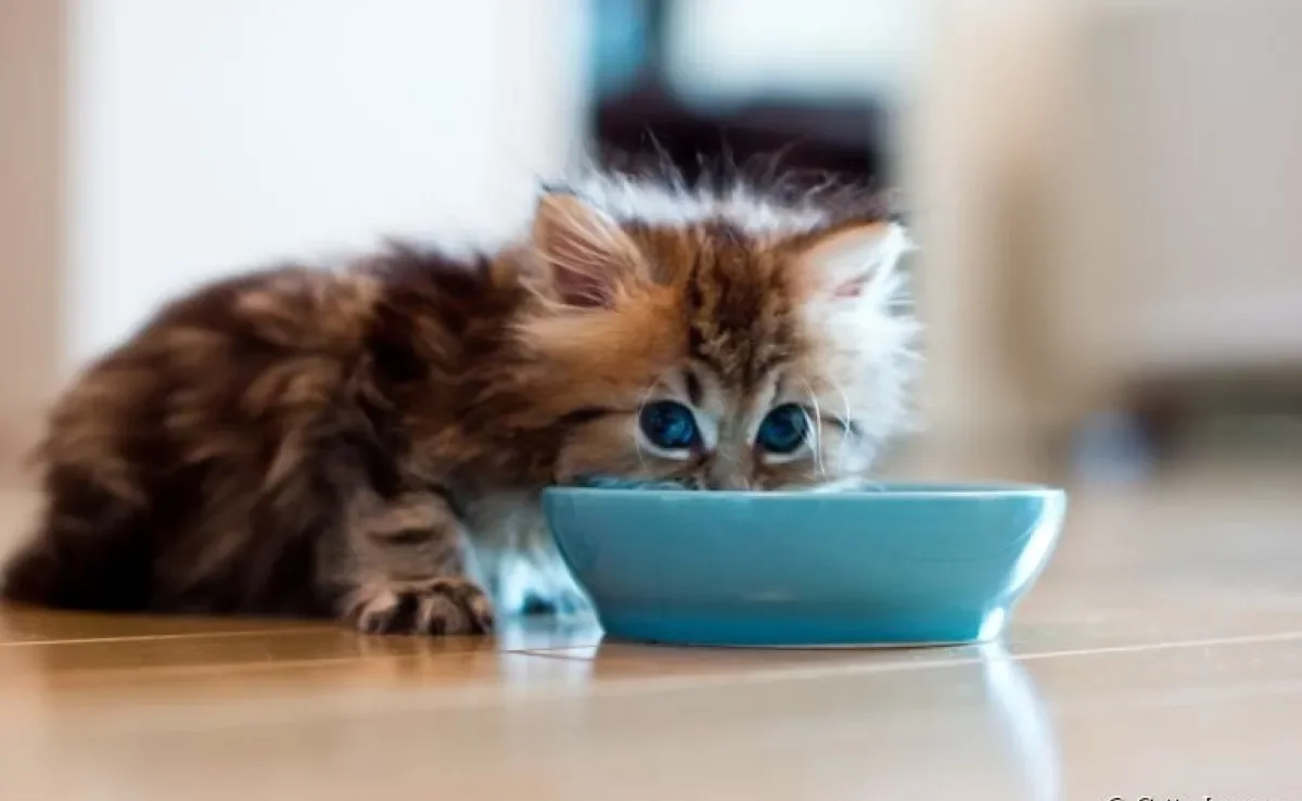 A alimentação do gato filhote requer alguns cuidados especiais!