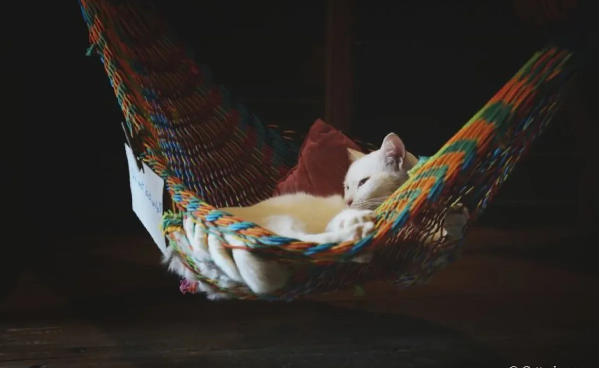 A rede de cadeira para gatos é uma ideia super válida para dar mais qualidade de vida para felinos que não gostam de altura