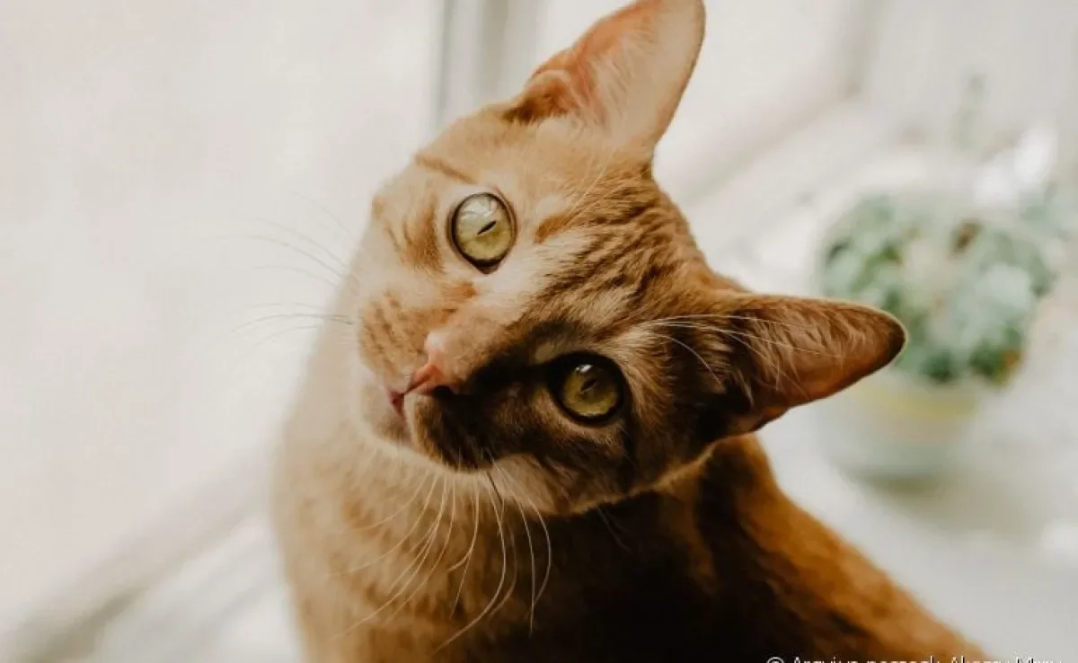 Gato laranja, ruivo ou amarelo é só amor! Chegou a hora de se apaixonar por esses bichanos