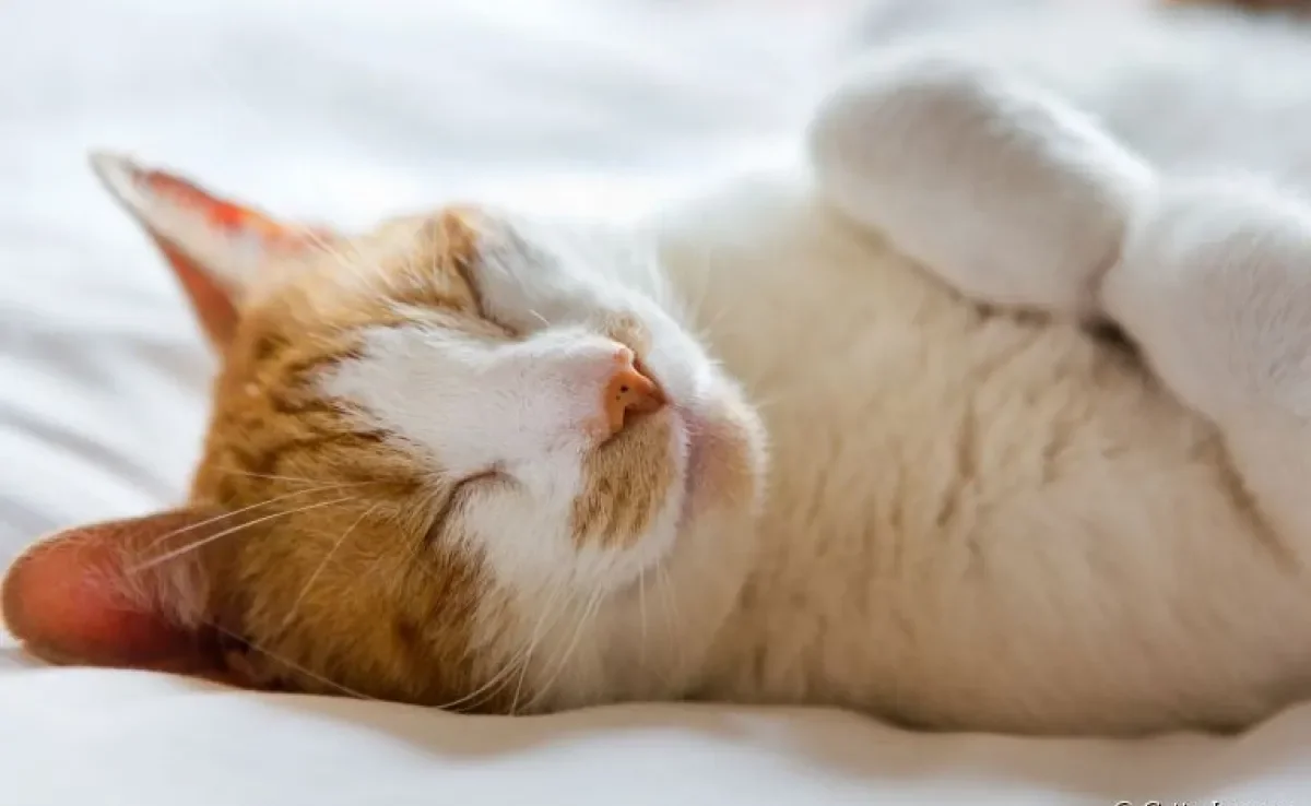 Já se perguntou se seu gato sonha? Vem que a gente te conta o que acontece no sono dos felinos!