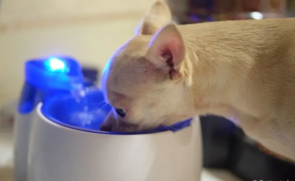 Fonte de água para cachorro: veja os benefícios do acessório!
